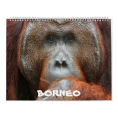 Borneo-Regenwald-Kalender Kalender (Titelbild)