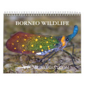 Borneo-Regenwald-Tier-Kalender Kalender (Titelbild)