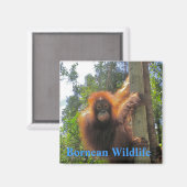 Borneo Wildlife Magnet (Vorderseite/Rückseite)