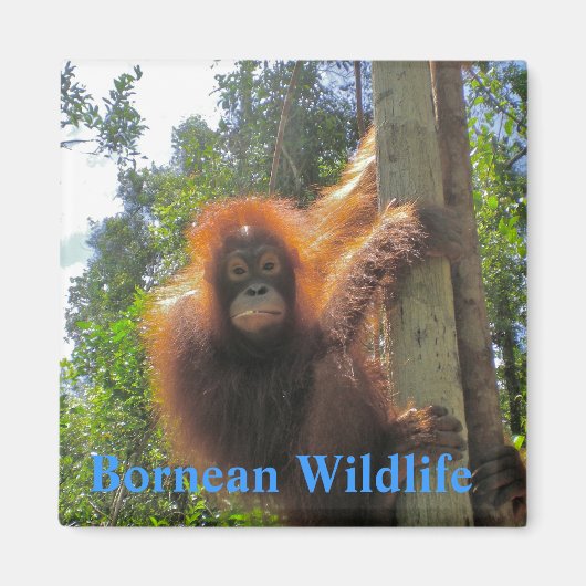 Borneo Wildlife Magnet (Vorne)