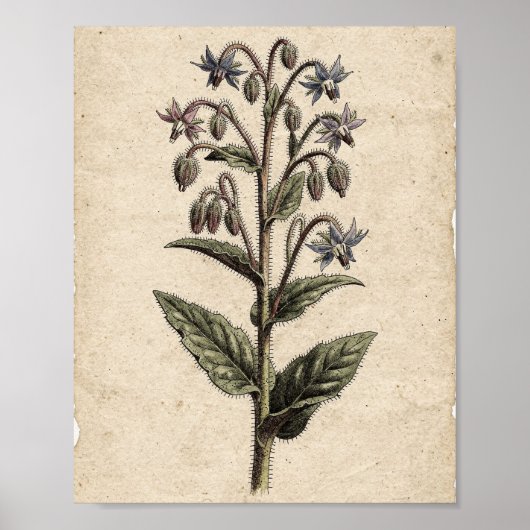 Borretsch Botanische Blumenkunst Poster (Vorne)