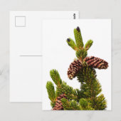 Borstenkiefer Postkarte (Vorne/Hinten)
