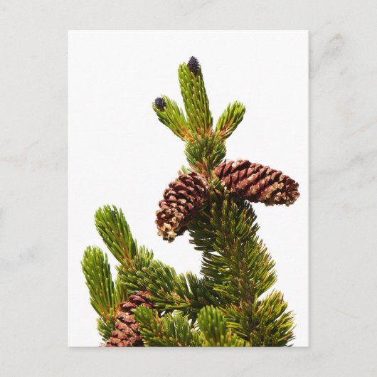 Borstenkiefer Postkarte (Vorderseite)