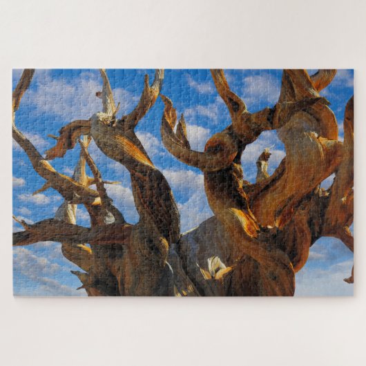 Borstenkiefer Puzzle (Horizontal)