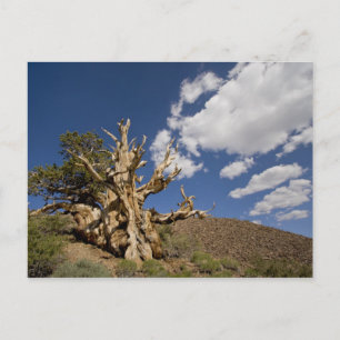 Borstige Kiefer im Ancient Bristlecone Forest, Postkarte