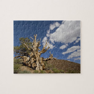 Borstige Kiefer im Ancient Bristlecone Forest, Puzzle