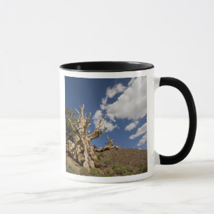 Borstige Kiefer im Ancient Bristlecone Forest, Tasse