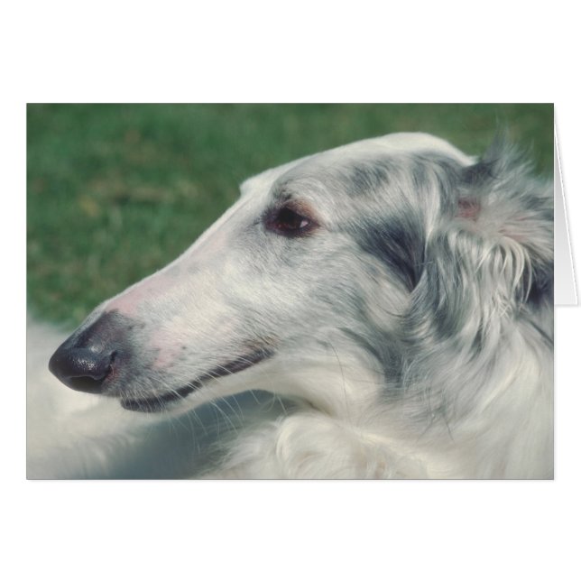 Borzoi (Vorderseite (Horizontal))