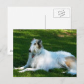 "Borzoi" Dog Fotografie Postkarte (Vorne/Hinten)