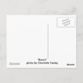 "Borzoi" Dog Fotografie Postkarte (Rückseite)