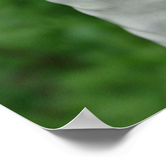 Borzoi Figurine Poster (Ecke)