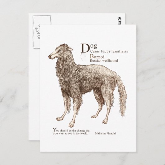 Borzoi - Nüsse Postkarte (Vorne/Hinten)