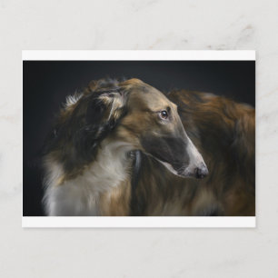 Borzoi Postkarte