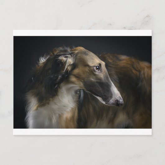Borzoi Postkarte (Vorderseite)