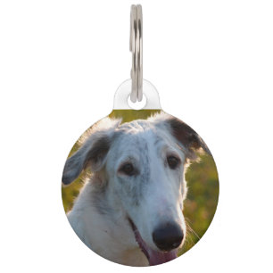Borzoi Russischer Windhund Hund. Haustiermarke