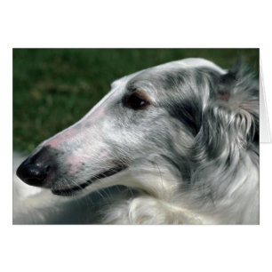 Borzoi, russischer Wolfhound