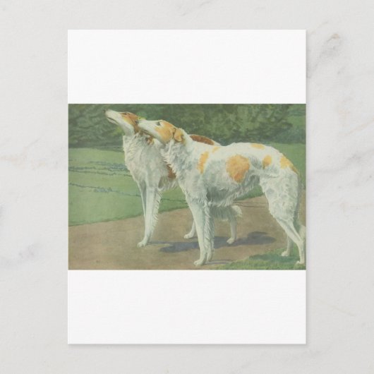 Borzoi (Russischer Wolfhound) Postkarte (Vorderseite)