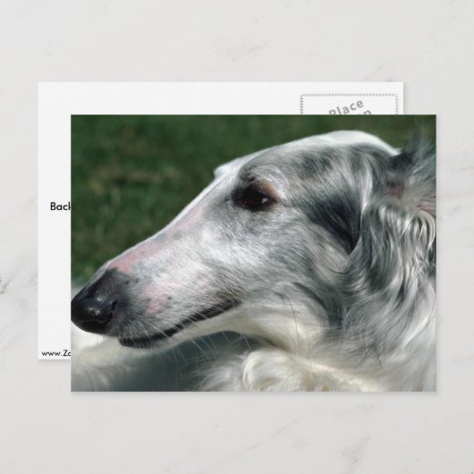 Borzoi, Russischer Wolfhound Postkarte (Vorne/Hinten)