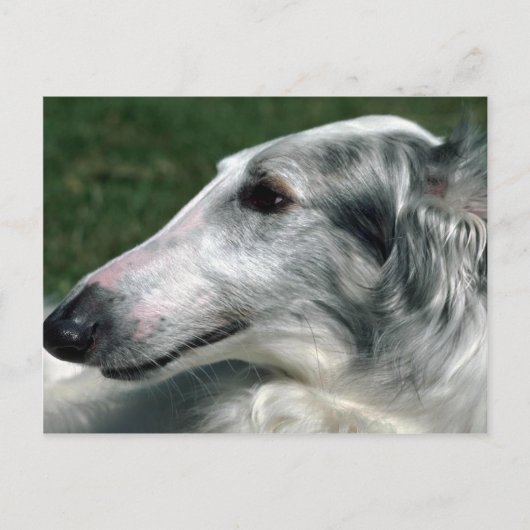 Borzoi, Russischer Wolfhound Postkarte (Vorderseite)