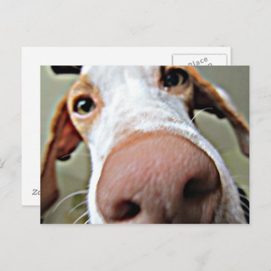 Bo's Nase Postkarte (Vorne/Hinten)