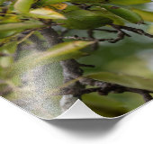 Bosc Birne auf dem Baum Fotodruck (Ecke)