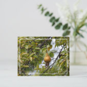 Bosc Birne auf dem Baum Postkarte (Stehend Vorderseite)