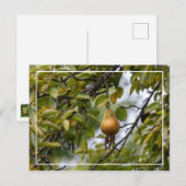 Bosc Birne auf dem Baum Postkarte (Vorne/Hinten)