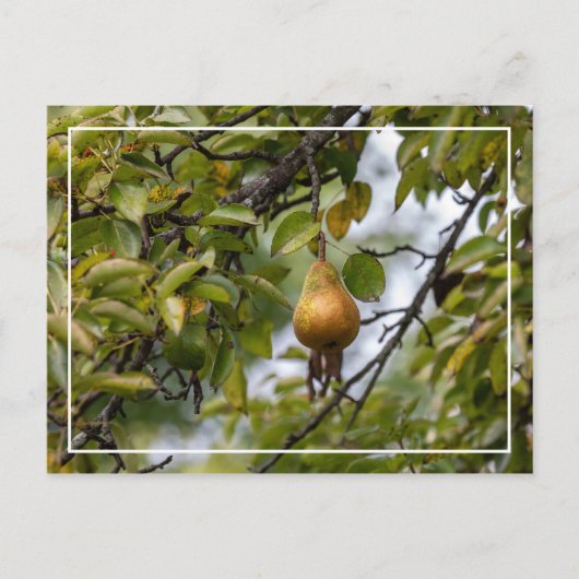 Bosc Birne auf dem Baum Postkarte (Vorderseite)