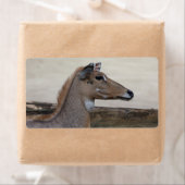 Boselaphus tragocamelus (Insitu)