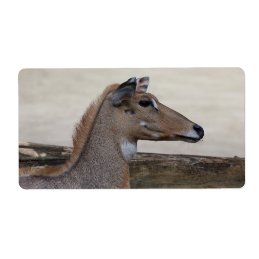 Boselaphus tragocamelus (Vorne)