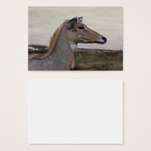 Boselaphus tragocamelus (Vorne & Hinten)