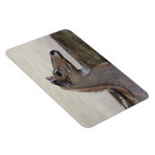 Boselaphus tragocamelus magnet (Rechte Seite)