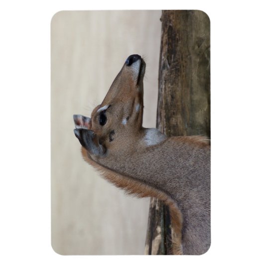 Boselaphus tragocamelus magnet (Vertikal)