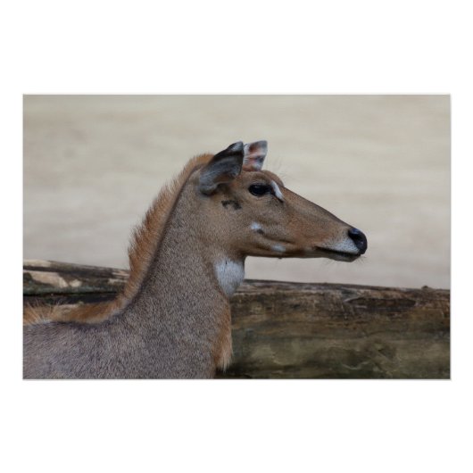 Boselaphus tragocamelus poster (Vorderseite)