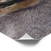 Boselaphus tragocamelus poster (Ecke)