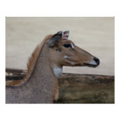 Boselaphus tragocamelus poster (Vorderseite)