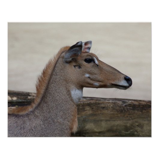 Boselaphus tragocamelus poster (Vorderseite)