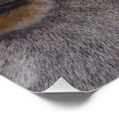 Boselaphus tragocamelus poster (Ecke)