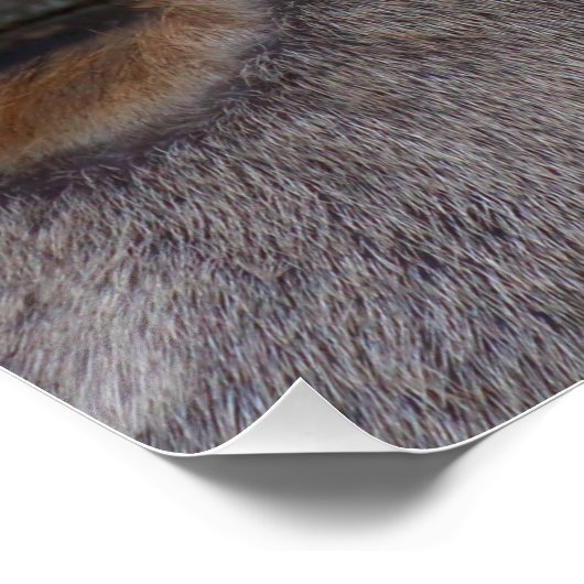 Boselaphus tragocamelus poster (Ecke)