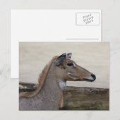 Boselaphus tragocamelus postkarte (Vorne/Hinten)