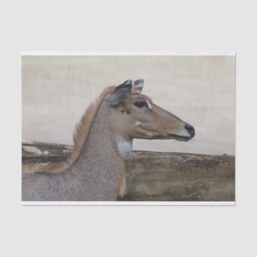 Boselaphus tragocamelus seidenpapier (Vorderseite)