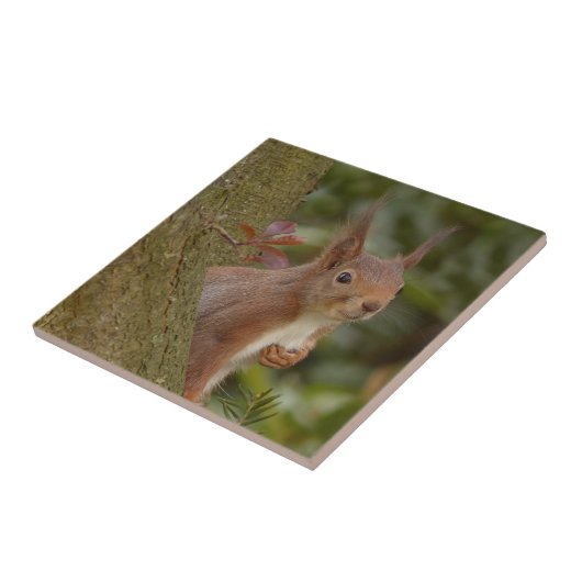 Boshaftes rotes Eichhörnchen Fliese (Seite)