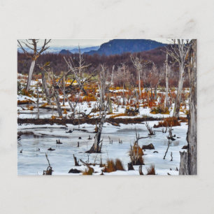Bosque de Niebla, Tierra del Fuego, Argentinien Postkarte