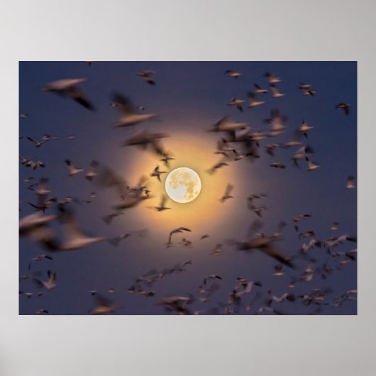 Bosque del Apache National Wildlife Refuge Poster (Vorne)