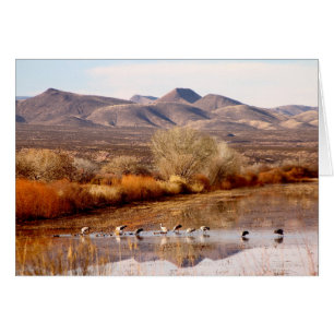 Bosque Del Apache, New Mexiko