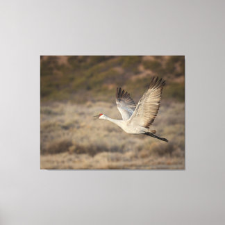Bosque del Apache NWR Leinwanddruck