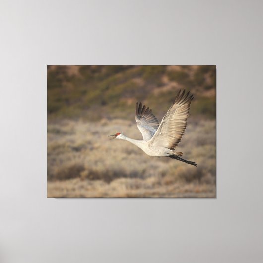 Bosque del Apache NWR Leinwanddruck (Vorderseite)