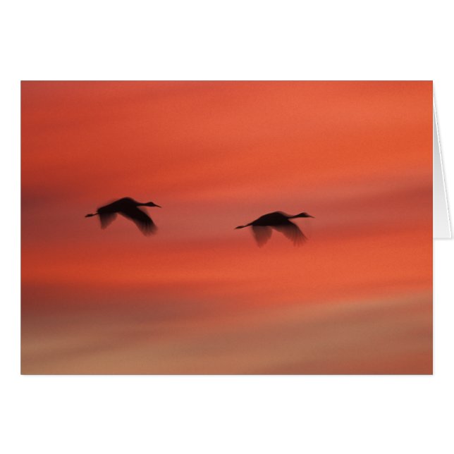 Bosque del Apache Wildlife Refuge | Neu Mexiko (Vorderseite (Horizontal))