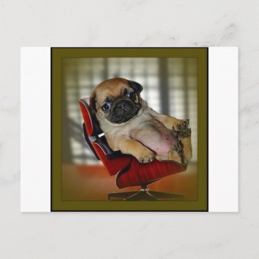 Boss Mops! Postkarte (Vorderseite)