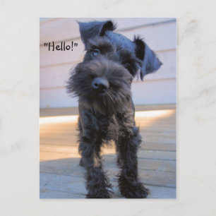 Bossy Little Miniature Schnauzer Puppy Postcard Postkarte